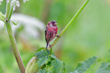 ベニマシコとシシウド