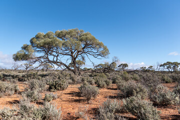 Mulga tree and Salt Bush, iconic arid grazing land. Outback landscape, South Australia. dry sparse...