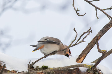 Waxwing (Bombycilla garrulus)