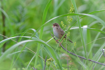 Obraz premium 北海道の鳥 マキノセンニュウ