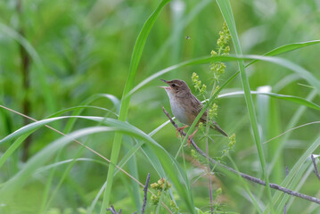 北海道の鳥　マキノセンニュウ