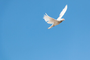 Fototapeta na wymiar A white dove flying over a blue sky