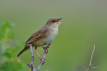 さえずるマキノセンニュウ