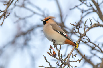 Waxwing (Bombycilla garrulus)