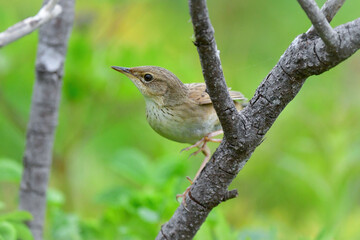 草原の鳥　マキノセンニュウ