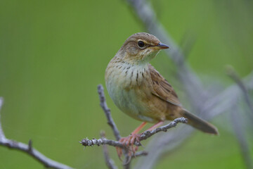 草原の鳥　マキノセンニュウ