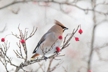 Waxwing (Bombycilla garrulus)