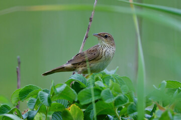 草原の鳥　マキノセンニュウ