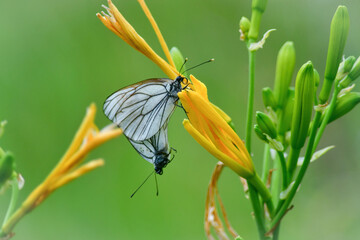 エゾシロチョウとエゾカンゾウ