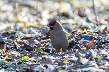 Waxwing (Bombycilla garrulus)