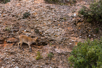 Obraz premium Mountain goat in Montserrat mountain, Barcelona, Spain