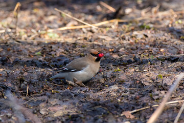 Waxwing (Bombycilla garrulus)