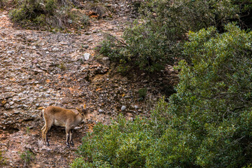 Mountain goat in Montserrat mountain, Barcelona, Spain