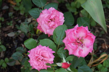 pink rose in garden