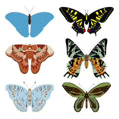 Butterflies with multicolored spots from the order of insects on a white background.