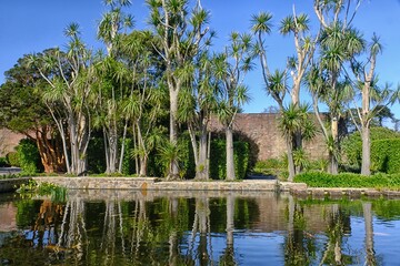 trees on the side of a pond