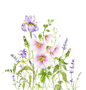 Watercolor hand-drawn bouquet of flowers. Flowers of iris, mallow, dandelions, lavender and other plants.