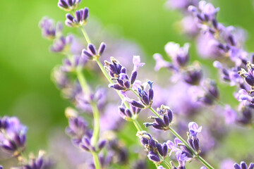 lawenda © Grzegorz
