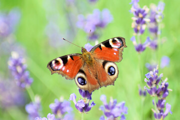 motyl na lawendzie