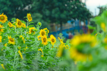 たくさんのひまわり