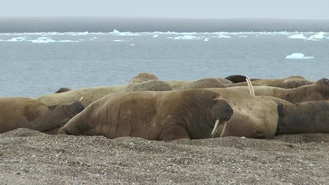 Arctica. Group of walruses in their natural environment.