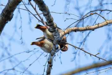 Waxwing (Bombycilla garrulus)