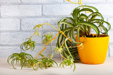 Indoor flower on a wooden background.