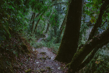 Path in the green jungle forest