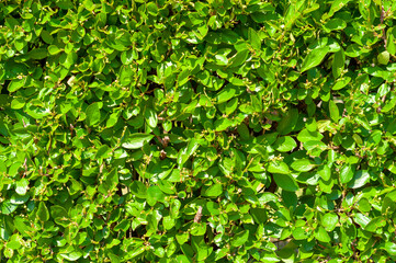 Fototapeta na wymiar background texture green leaves of a shrub hedge