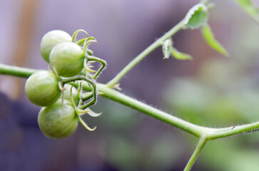 Cherry tomatoes in green and yellow color with bokeh background