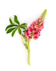 Pink lupine flower isolated on white background. Lupinus or Wolf bean. Beautiful summer flowers.
