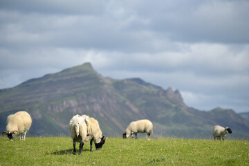 Fototapeta premium Sheep and lambs on The Braes on Skye, Scotland