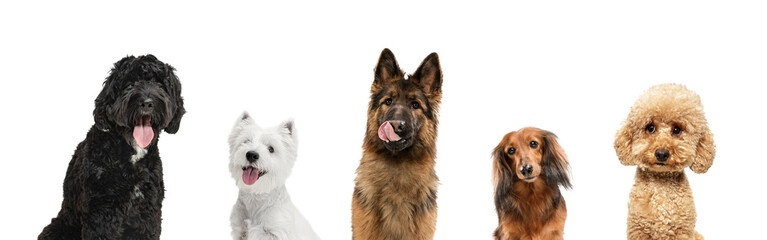 Art collage made of funny dogs different breeds posing isolated over white studio background.