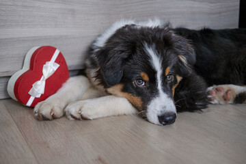 Australian shepherd puppy dog lying on couch play with heart gift box. Valentine day