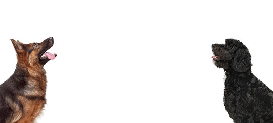 Art collage made of funny dogs different breeds posing isolated over white studio background.