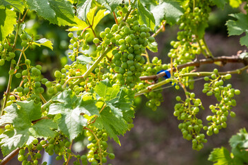 Fototapeta premium summer in vineyard in southern styria, an old wine growing country in austria named südsteirische weinstrasse