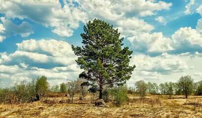 Obraz premium tree in the field