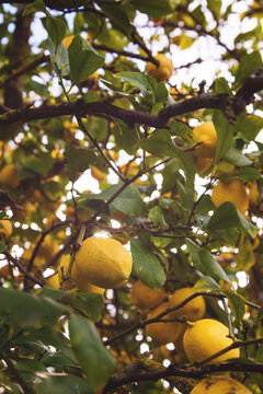 lemons growing on a large lemon tree