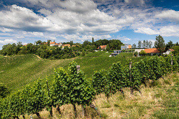Fototapeta na wymiar summer in vineyard in southern styria, an old wine growing country in austria named südsteirische weinstrasse