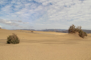 Fototapeta na wymiar Desert dunes at the beach of Canary Islands