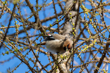 Waxwing (Bombycilla garrulus)