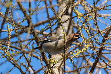 Waxwing (Bombycilla garrulus)