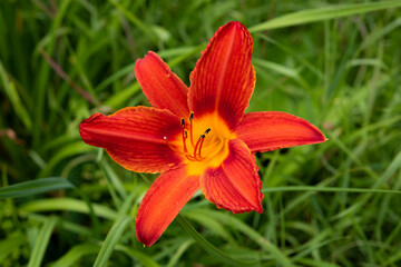 Closeup of day-lily