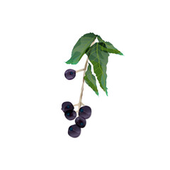 capulin fruit(Muntingia calabura L) isolated on a white background