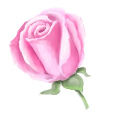 watercolor pink rose isolated illustration on white background