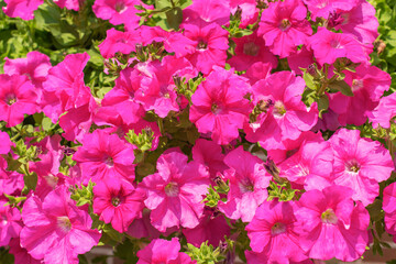 A cascade of pink petunia flowers (bell-shaped flowers, trailing petunias) on a sunny day