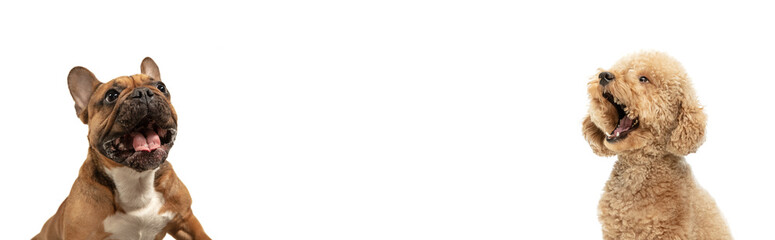 Art collage made of funny dogs different breeds posing isolated over white studio background.