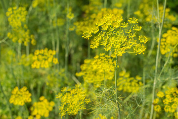 Fragrant yellow flowers of dill (Anethum graveolens) growing in the home garden