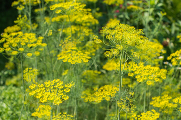 Obraz premium Dill (Anethum graveolens) Plantation On A Sunny Day