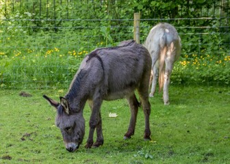 beautiful grey donkey grazing in the meadow